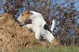 FOX TERRIER 413